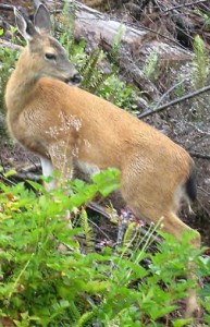 coastal-blacktail-deer1